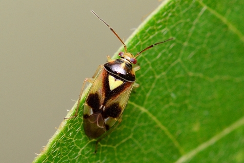 Orthops scutellatus Uhler, 1877
