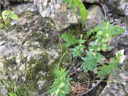 Scutellaria parvula var. missouriensis