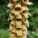 Digitalis ferruginea - Photo (c) Marko Doboš, todos los derechos reservados, subido por Marko Doboš