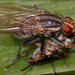 Neodexiopsis paulistensis - Photo (c) RAP, all rights reserved, uploaded by RAP