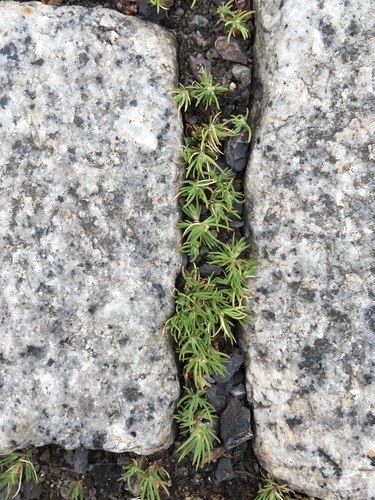 Polycnemum verrucosum
