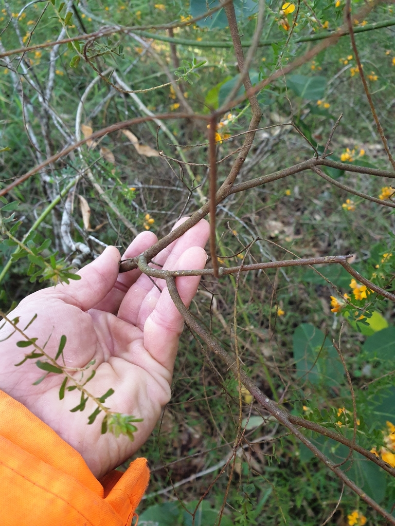 Hairy Bush Pea From Ewen Maddock Dam On July At Am By Lachlan Simpson Inaturalist