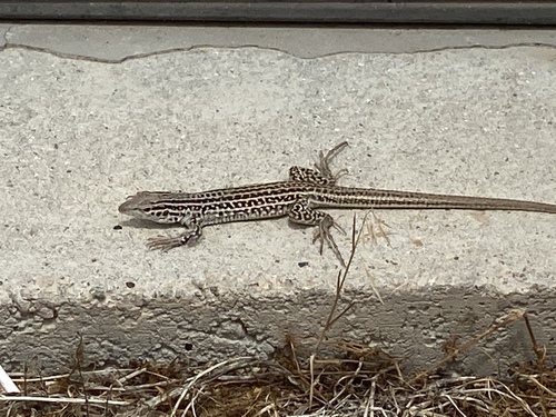 Colorado Checkered Whiptail
