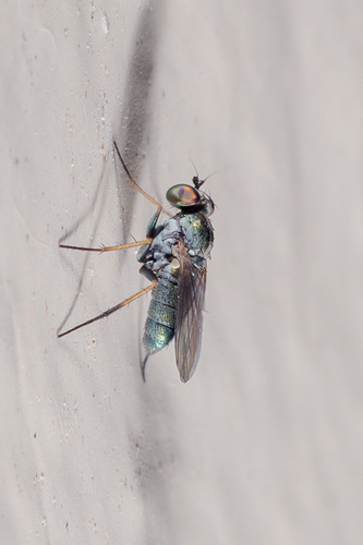 Asyndetus latus