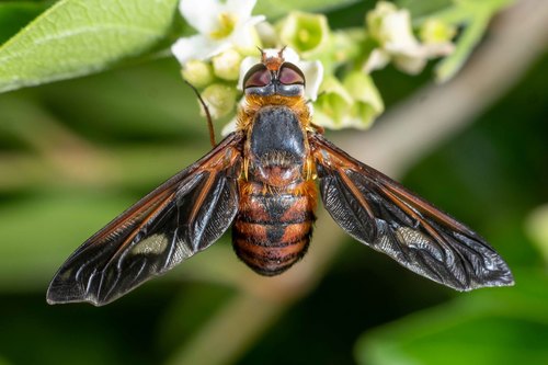Poecilanthrax effrenus (Coquillett, 1887)