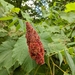 Staghorn Sumac - Photo (c) Krissy, all rights reserved, uploaded by Krissy