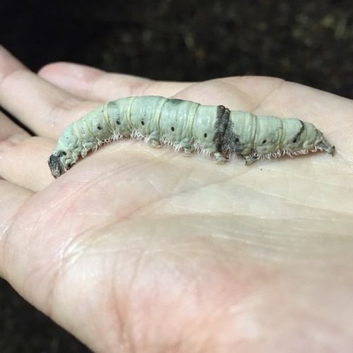 White Underwing