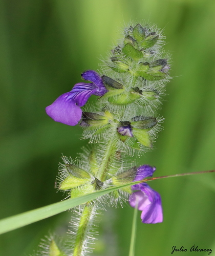Salvia veronicifolia