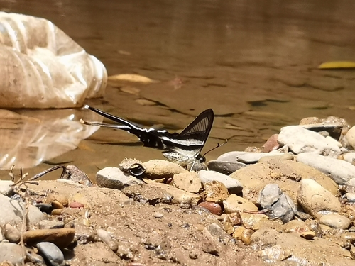 White Dragontail Butterfly