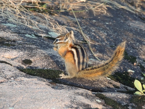 Least Chipmunk