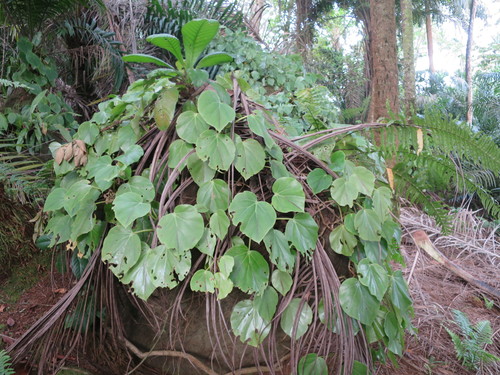 Begonia ampla image