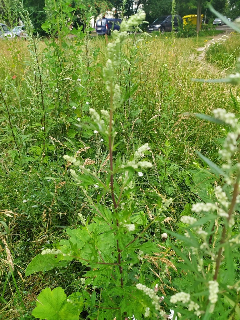 common mugwort from Дом быта, Минск, Беларусь on July 28, 2020 at 11:12 ...