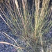 Spike Dropseed - Photo (c) Laura Cunningham, all rights reserved, uploaded by Laura Cunningham