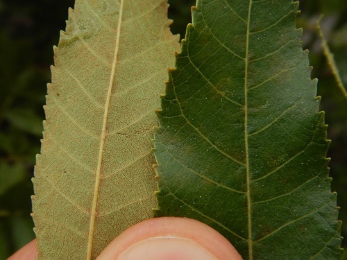 Scrub Hickory