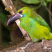 Crimson-rumped Toucanet - Photo (c) Eerika Schulz, all rights reserved