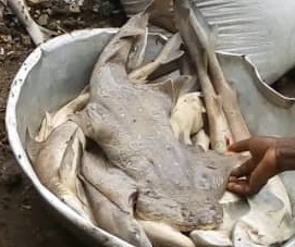 Smoothback Angelshark