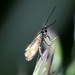 Micropterix fenestrellensis - Photo (c) Christof Zeller, todos los derechos reservados, subido por Christof Zeller