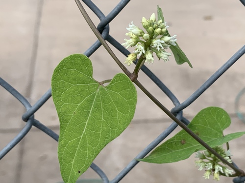 honey-vine climbing milkweed