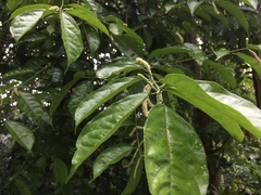 Trophis racemosa image