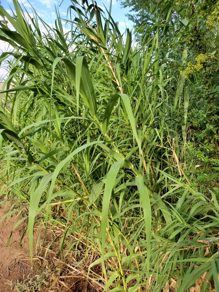 Giant Reed Stock Fodder giant reed from Los Griegos, Albuquerque, NM 87107, USA on July 28 ...