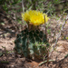 Miniature Barrel Cactus - Photo (c) Jason Penney, all rights reserved