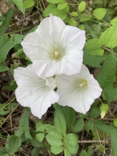Calystegia silvatica ssp. fraterniflora