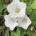Twin-flowered False Bindweed - Photo (c) Timothy Horne, all rights reserved, uploaded by Timothy Horne
