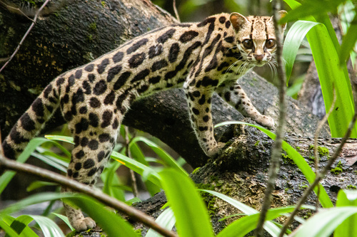 Margay