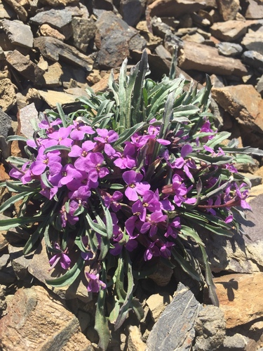 Erysimum pallasii (Pursh) Fernald