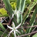 Wavy-leafed Soap Plant - Photo (c) mangos, all rights reserved, uploaded by mangos