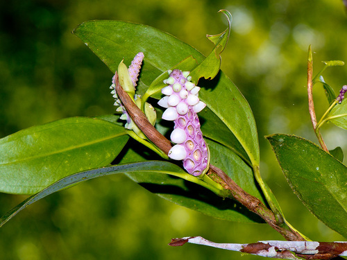 Photos of Anthurium obtusum  iNaturalist