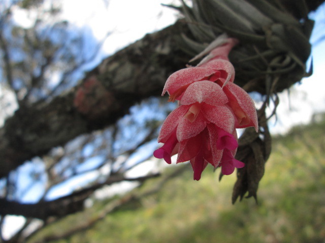 Tillandsia heubergeri ブロメリア・エアープランツ Tillandsia