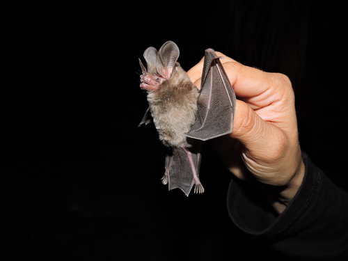 Common Big-eared Bat