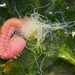 Spaghetti Worms - Photo (c) Wendy Feltham, all rights reserved, uploaded by Wendy Feltham