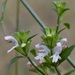 Dainty Tumbleweed - Photo (c) linda willemse, all rights reserved, uploaded by linda willemse