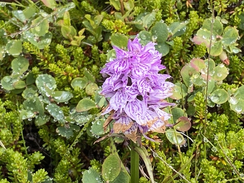 vstavačovec škvrnitý (Dactylorhiza maculata)