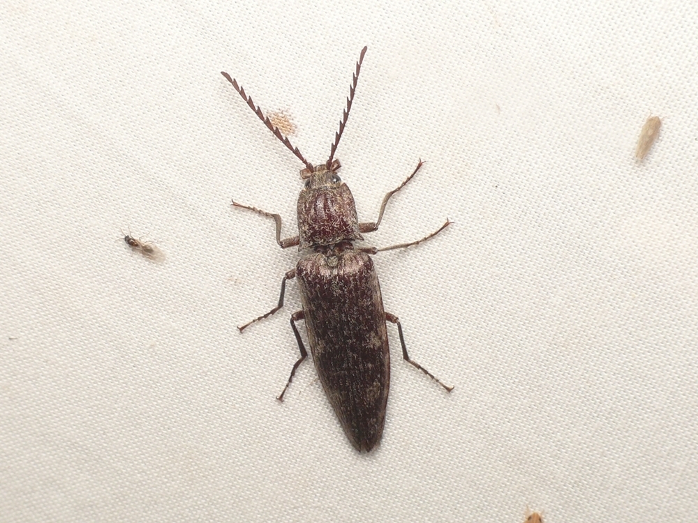ヒゲコメツキ (Pectocera fortunei) · iNaturalist