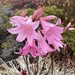 Belladonna Lily - Photo (c) lovescinow, all rights reserved, uploaded by lovescinow