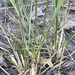 Calamagrostis breviligulata champlainensis - Photo (c) Elliot Greiner, όλα τα δικαιώματα διατηρούνται, uploaded by Elliot Greiner