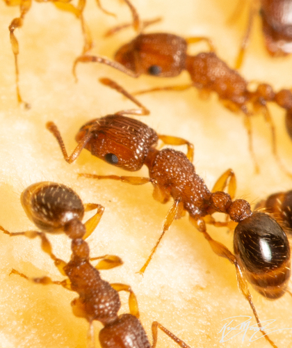 Tetramorium nuotrauka