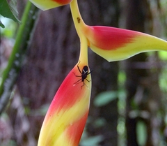Leptoscelis tricolor image