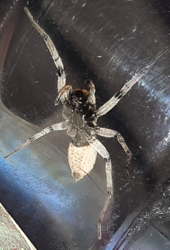 Hogna coloradensis