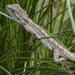 Western Bearded Dragon - Photo (c) Jenny, all rights reserved, uploaded by Jenny