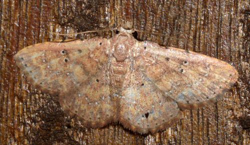 Cerynea trogobasis Hampson, 1910