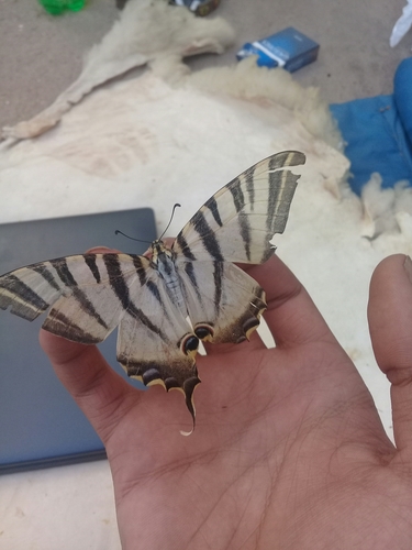 Iberian Scarce Swallowtail