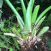 Werauhia maculata - Photo (c) cristinamac75, todos los derechos reservados