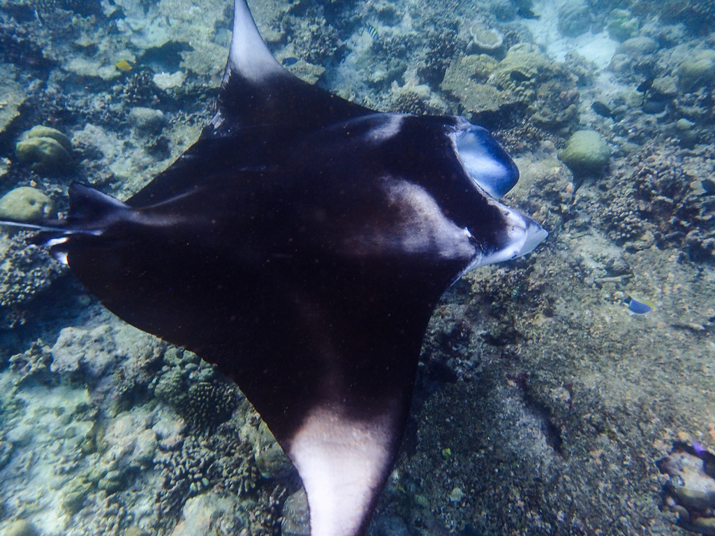 Una manta negra, Manta alfredi, visita una estación de limpieza en un  arrecife Fotografía de stock - Alamy