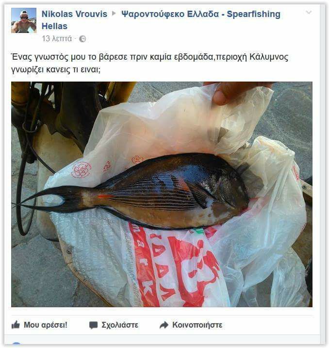 Sohal Surgeonfish
