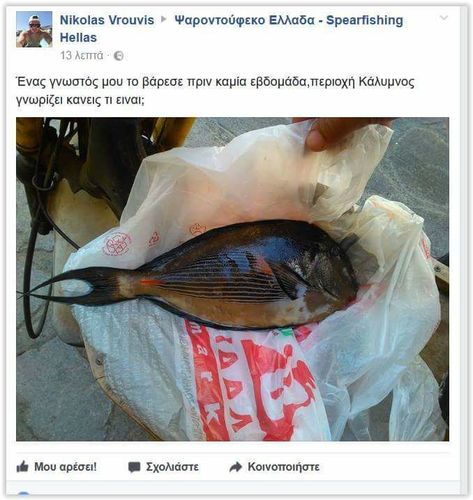 Acanthurus sohal