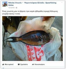 Sohal Surgeonfish